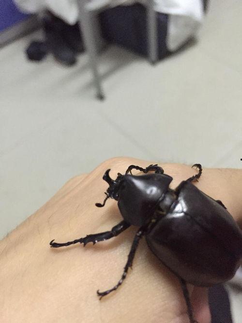 独角仙吃不吃羊角瓜,羊角瓜的诱惑与挑战